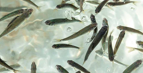 Siembran 15 mil crías de pescado blanco en el lago de Pátzcuaro