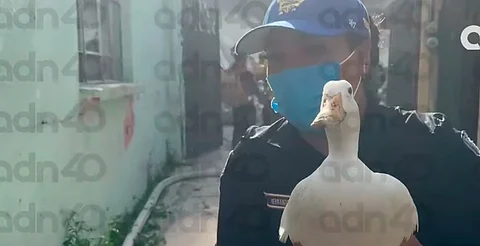 Rescatan con vida a un patito durante las labores de emergencia