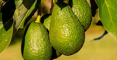 La reforestación abarcará más de 43 mil árboles nativos