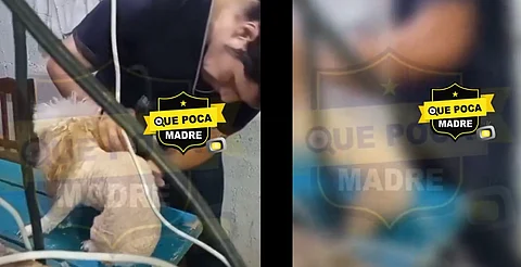 VIDEO: estilista canino maltrata a perrito en Yucatán; piden justicia
