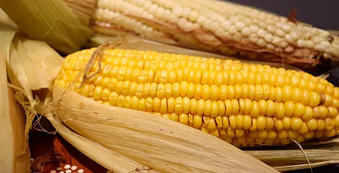 ¡A saborear el maíz! Festival del Elote llega con más de 70 cocineras a Tarejero, Zacapu