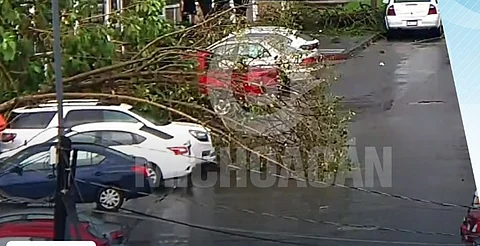 Llueve fuerte en Uruapan, Michoacán; 2 árboles caídos y encharcamientos, el saldo