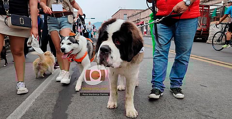 Perritos con causa: Paseos Perrones cumple 2 años y lanza colecta en Morelia