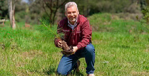 Con 8.2 millones de árboles plantados, reforestación registra 86% de avance: Bedolla