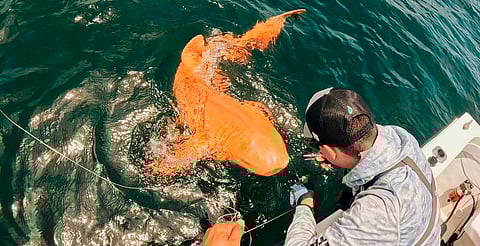Científicos descubren raro tiburón nodriza color naranja en Costa Rica