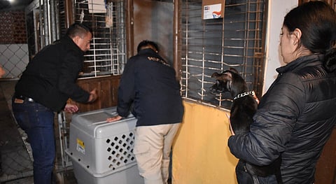 Rescatan a tres perros víctimas de maltrato en Fraccionamiento Arko San Pedro