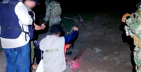 Profepa protege tortugas marinas en Lázaro Cárdenas; recupera nidos saqueados