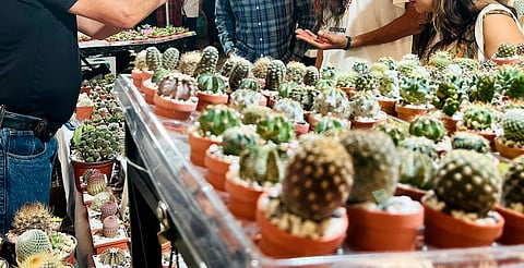 ¡Plantas, talleres y cactáceas! Llega la 2ª edición de la Expo Botánica Morelia
