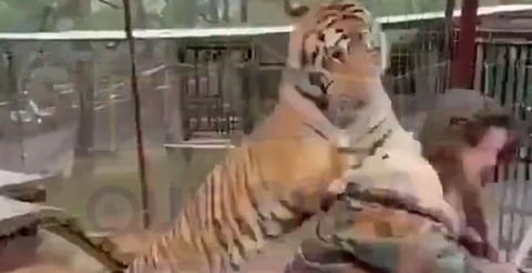 Tigre ataca a su veterinaria en parque turístico de Mazamitla