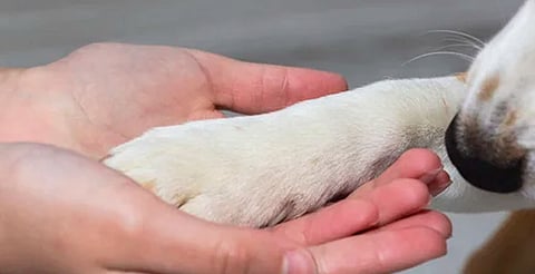 Más de 40 colectivos unen fuerzas por los animales en Michoacán