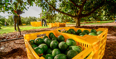 Con aguacate, limón y granos, Michoacán es líder en producción agrícola nacional: Inegi