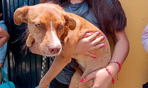Habrá esterilización gratuita de perros y gatos en Morelia