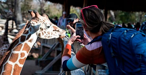 ¡Haz rugir tu creatividad! Zoo de Morelia lanza concurso de fotografía