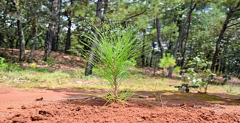 Michoacán supera meta: más de 10 millones de árboles plantados en reforestación 2025