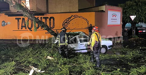 Árbol cae sobre auto en Morelia; pareja sufre leves golpes