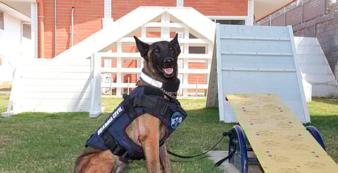 Binomios caninos de la Guardia Civil, aliados en el combate a la delincuencia: SSP