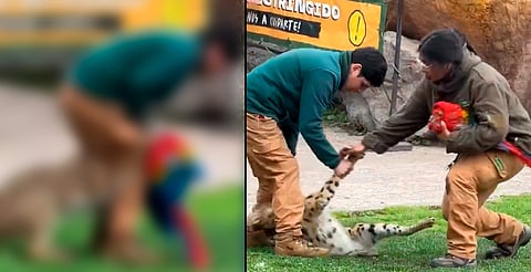 Tragedia en zoológico de Chile: felino mata a guacamayo frente al público