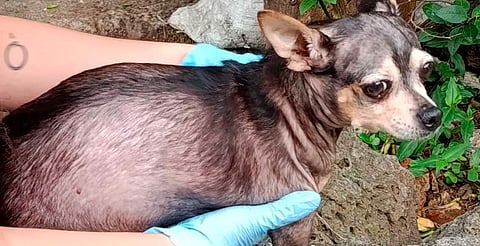 Fiscalía de Michoacán rescata a perrito víctima de maltrato en Morelia