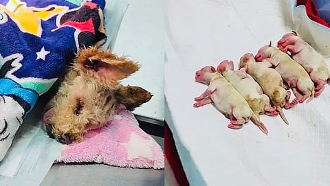 Perrita sobrevive a explosión en CDMX y da a luz prematuramente; piden apoyo