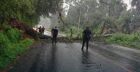 Árbol caído bloquea ambos carriles en la Santa Clara – Ario de Rosales