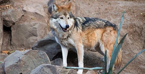 Va Zoológico de Morelia por la reproducción del lobo mexicano; Consejo Binacional autoriza construcción de albergue