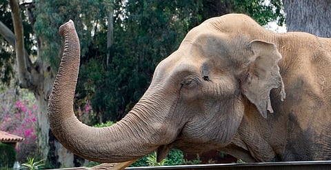 Alista Zoológico de Morelia rehabilitación en albergues con ingresos de verano