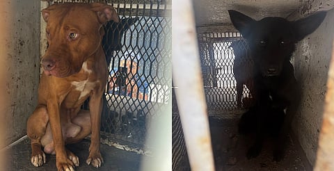 Rescata FGE a dos caninos en Morelia, tras denuncia por maltrato animal