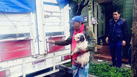 Michoacán registra 133 casos de maltrato animal en lo que va de 2025: FGE