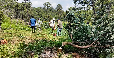 Ejidatarios de Tacámbaro arrancan más de 6 mil plantas de aguacate ilegal