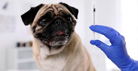 ¿Tienes mascota? Vacúnala gratis en jornada antirrábica este sábado en Morelia
