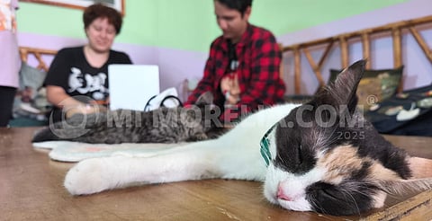 Un café con ronroneos: la nueva experiencia en Morelia