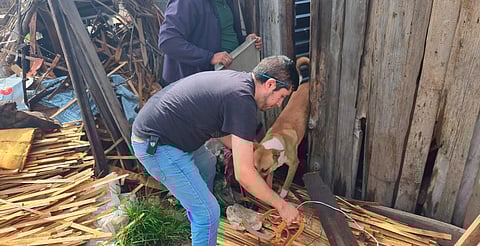 FGE rescata a cinco perros víctimas de maltrato durante cateo en Hidalgo