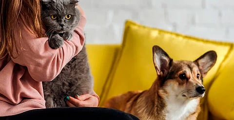 ¡Esteriliza a tu lomito o michi! Jornada gratuita llega a colonia de Morelia