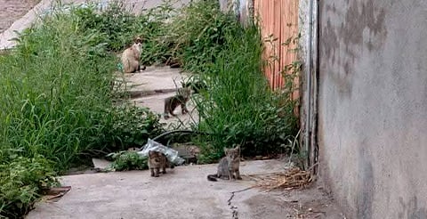 Se mudan y dejan en el abandono a 50 gatitos en Apatzingán; animalistas piden apoyo