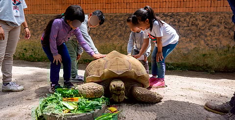 Toca Consejo Técnico: el Zoo de Morelia tiene plan para los más peques