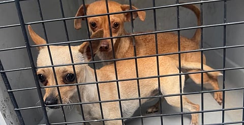 Aseguran a dos caninos víctimas de maltrato en Morelia