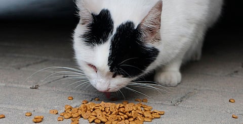 Profeco revela las mejores croquetas para tu gato