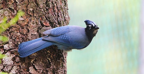 Rancho Viejo reúne a especialistas en aves para promover conservación