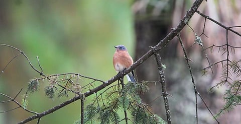 Festival de las Aves impulsa conciencia ambiental y turismo sostenible