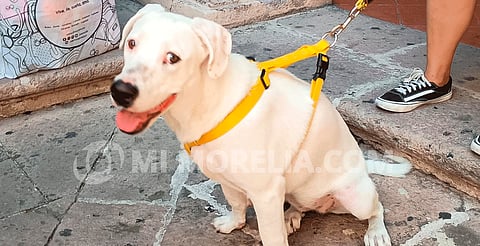 Con amor, los perritos con discapacidades se adaptan perfectamente a sus familias: rescatista