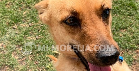 Proponen crear padrón nacional de agresores de animales en México