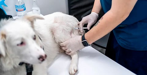 Lomitos y michis tendrán esterilización gratuita, vacunas y más en San Nicolás Obispo