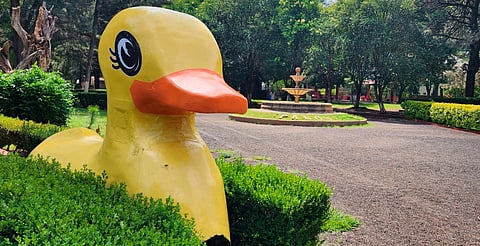 ¡Ponle nombre al patito! Parque Infantil 150 lanza divertida dinámica