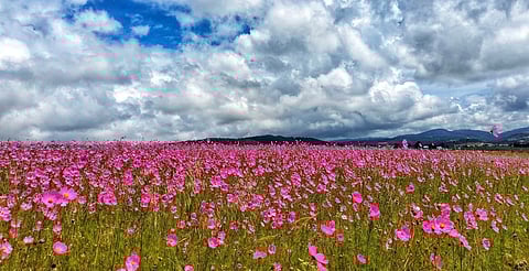 El cosmos rosa: la flor silvestre que pinta de color los campos mexicanos