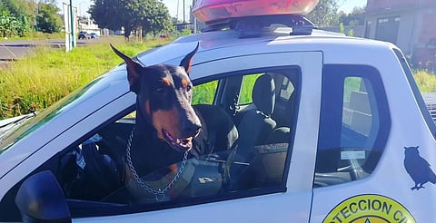 Perrito de Morelia comienza a trabajar como guardián antitráfico de animales