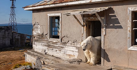 Fotógrafo capta a osos polares viviendo en casas abandonadas en Rusia