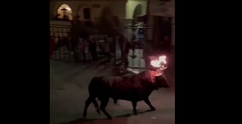 Toro embolado se escapa durante festejo en España