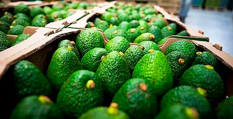 Con más de mil mdd, Michoacán domina agroexportaciones del país