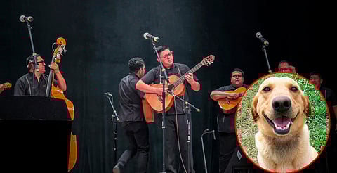 ¡Música por los lomitos! Realizarán encuentro de rondallas para apoyar a refugio