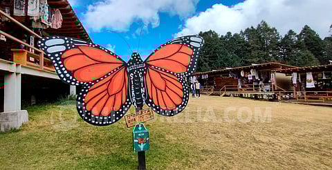 Con 2 mdp, preparan santuarios para recibir a la mariposa monarca en Michoacán